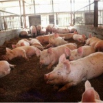 Pig Farm