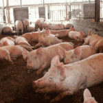 Pig Farm