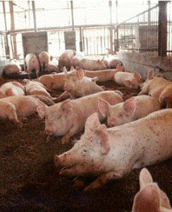 Pig Farm